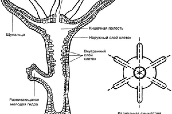 Kraken сайт kraken torion